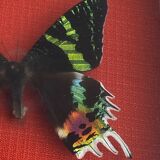 Naturalized butterfly under glass Uranus Ripheus