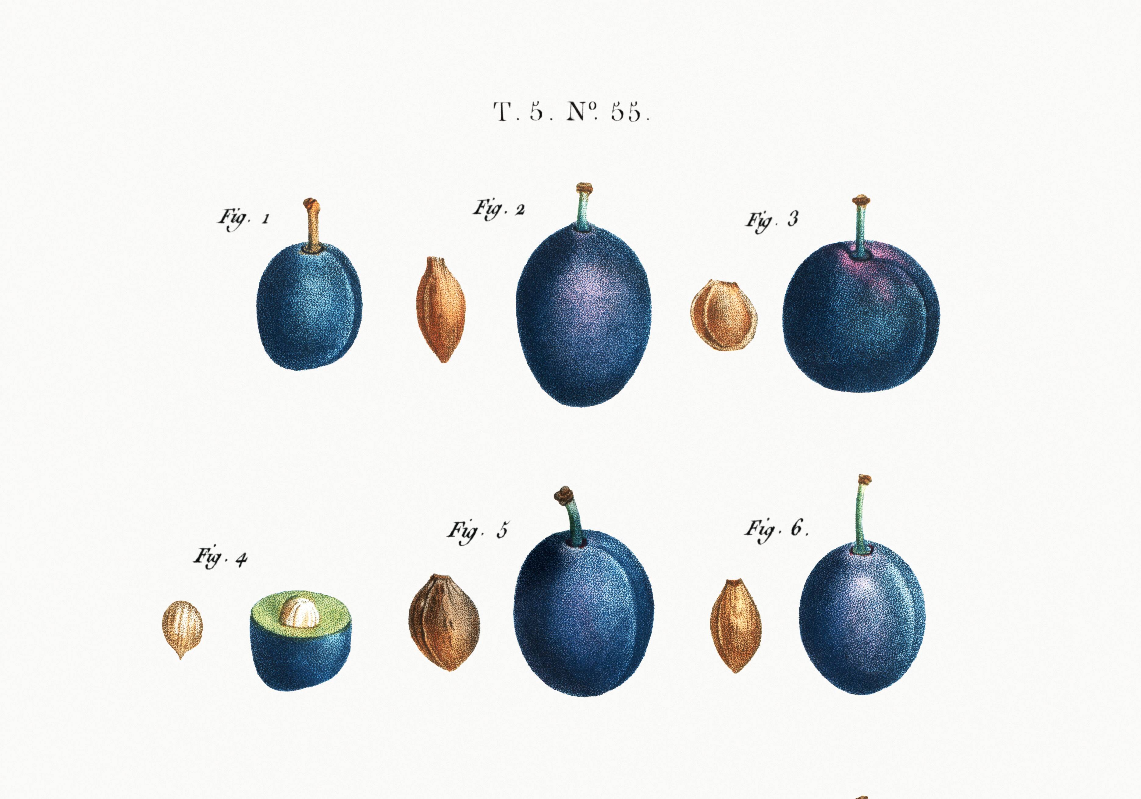 Poster about the domestic plum tree, based on an old engraving from 1802