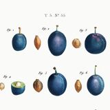 Poster about the domestic plum tree, based on an old engraving from 1802