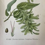 Three botanical plates XIXth century