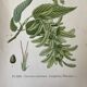 Three botanical plates XIXth century