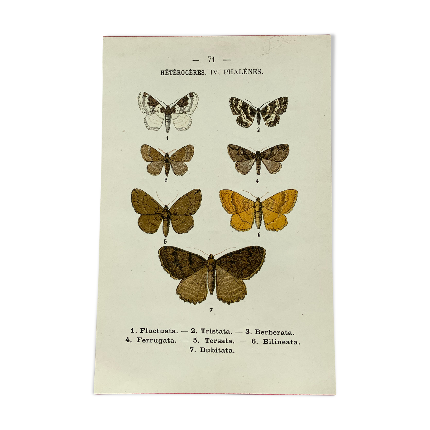 Vintage botanical plate antique butterfly engraving 1903 double-sided G. Denise