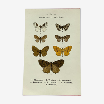 Planche botanique vintage gravure papillon ancienne 1903 double face G. Denise