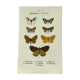 Vintage botanical plate antique butterfly engraving 1903 double-sided G. Denise