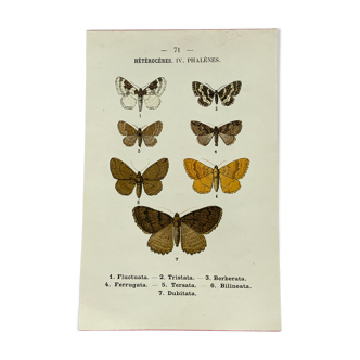 Planche botanique vintage gravure papillon ancienne 1903 double face G. Denise