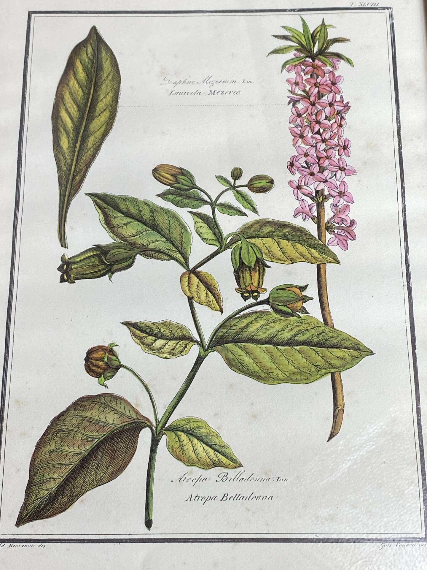 Framed botanical print, Atropa Belladonna