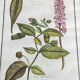 Framed botanical print, Atropa Belladonna