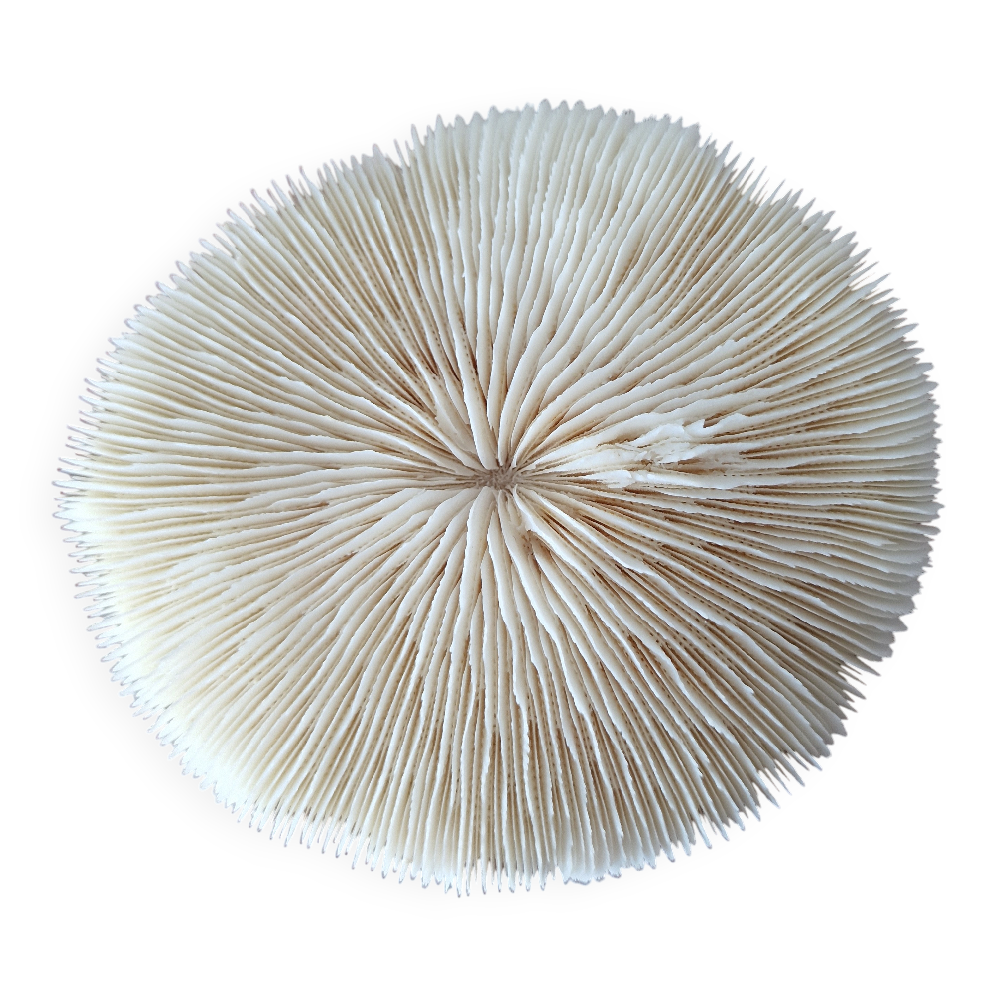 Coral Fungia from the 1970s.