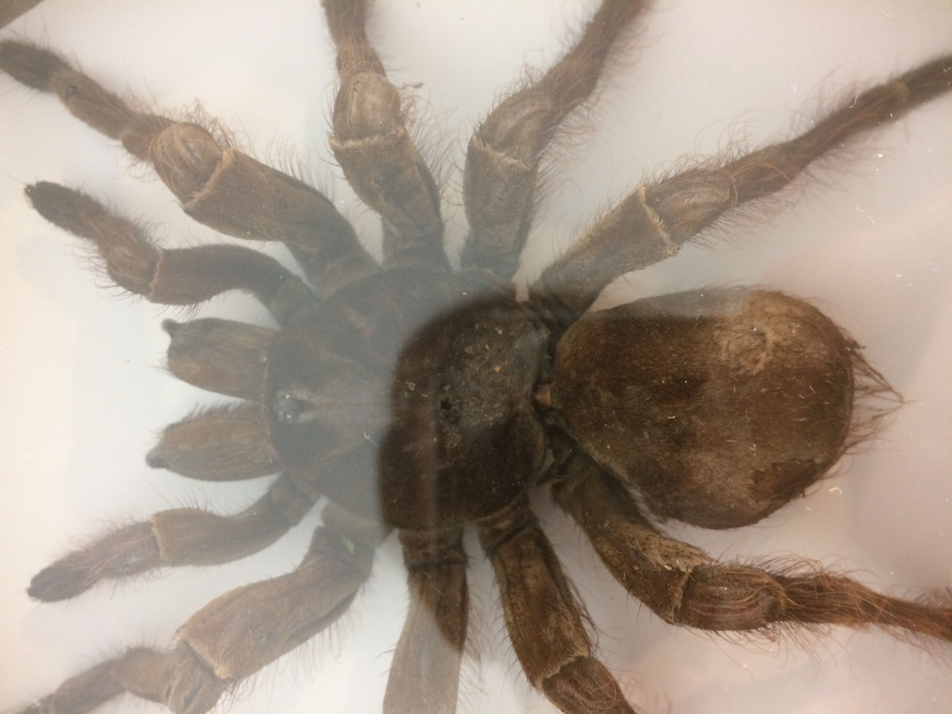 Naturalized mygal spider under hexagonal frame