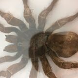 Naturalized mygal spider under hexagonal frame