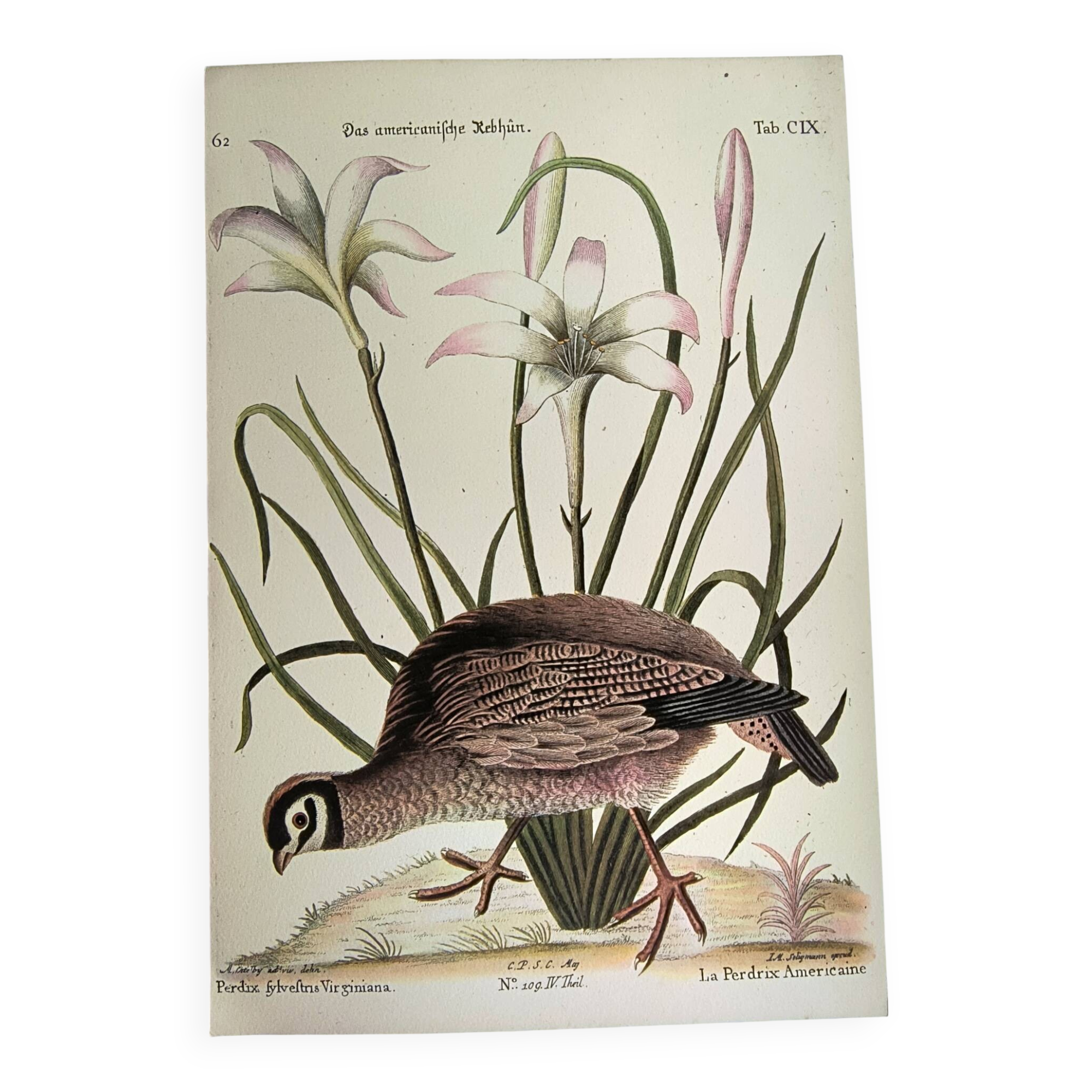 Bird engraving - American Partridge - Old plate by Seligman and flower