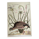 Bird engraving - American Partridge - Old plate by Seligman and flower