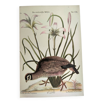 Bird engraving - American Partridge - Old plate by Seligman and flower