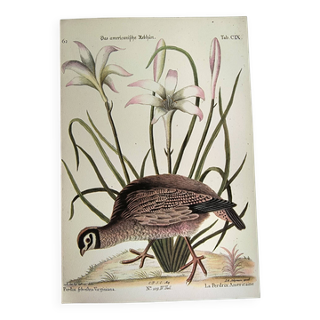 Bird engraving - American Partridge - Old plate by Seligman and flower