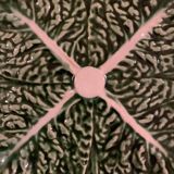 Small plate dabbling cabbage leaf