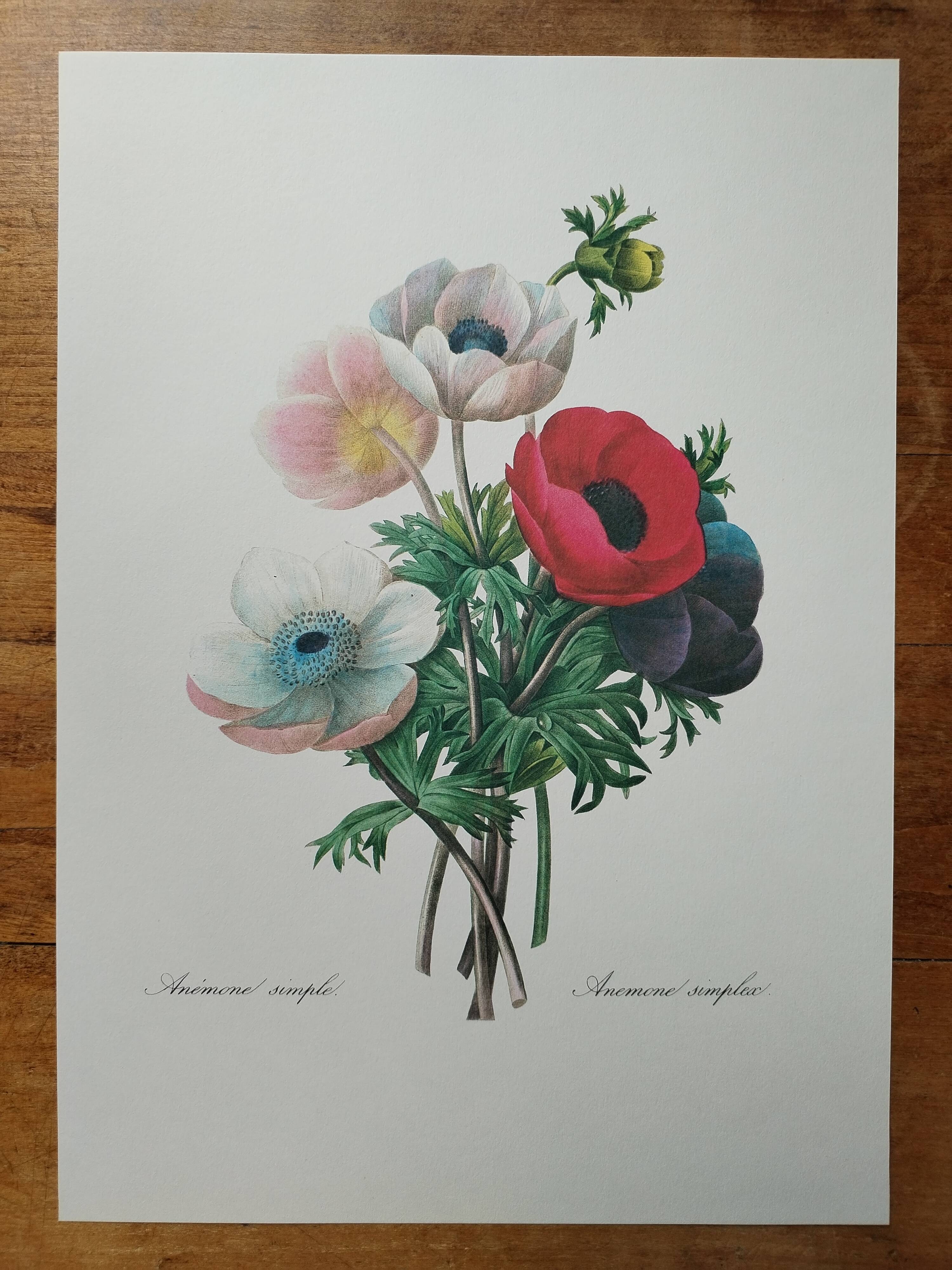 Planche illustrée originale Anémone simple