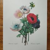 Planche illustrée originale Anémone simple