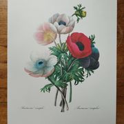 Original illustrated plate Simple anemone