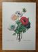 Original illustrated plate Simple anemone