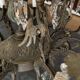 Grand antique French chandelier, 18 lights.