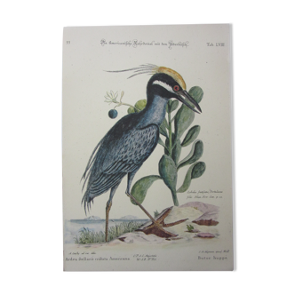 Bird engraving, crested bittern, repro Catesby/Seligmann