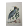 Bird engraving, crested bittern, repro Catesby/Seligmann