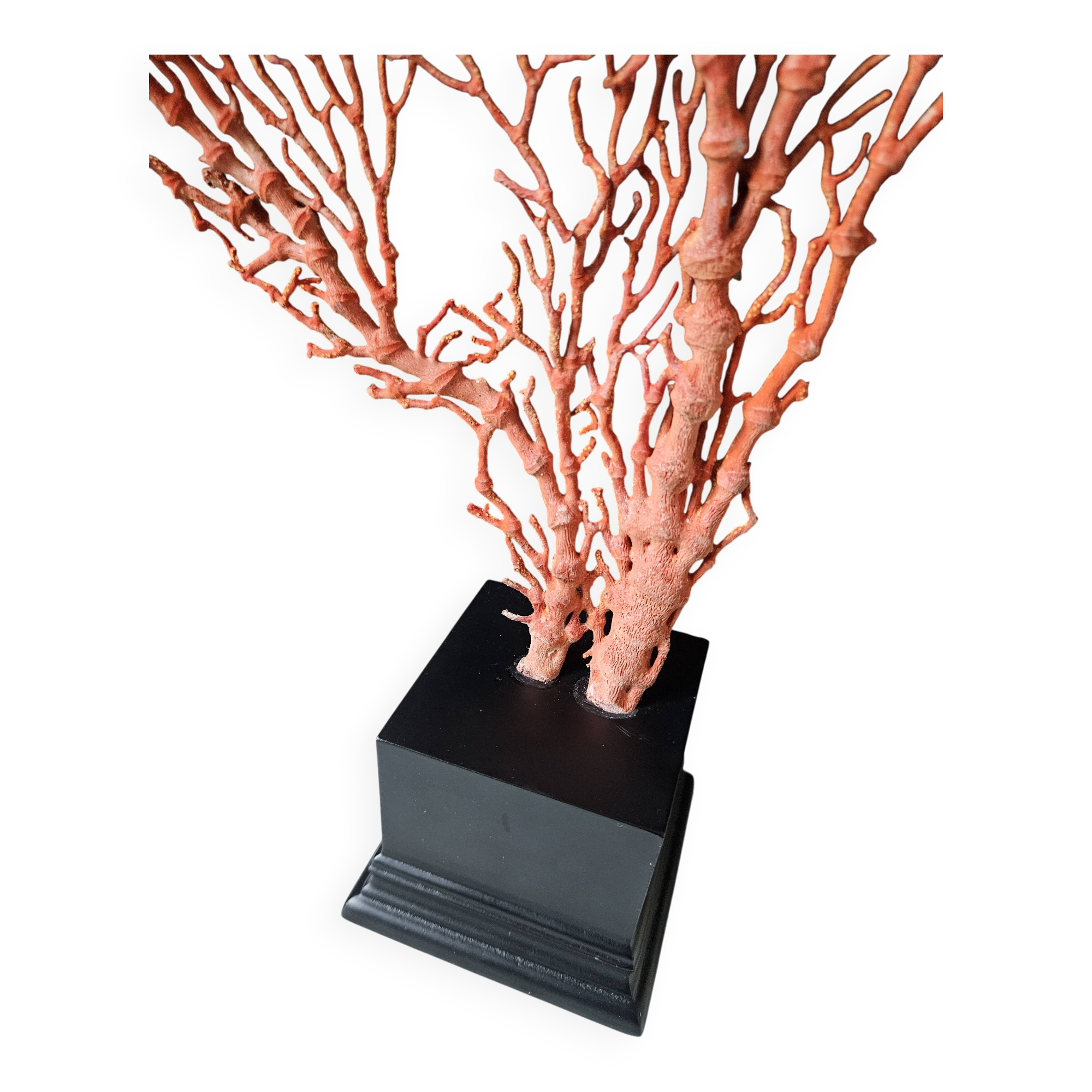 Gorgone Rouge XXL Wooden Base. H: 47 cm | Decorative Object l PlaceOdd