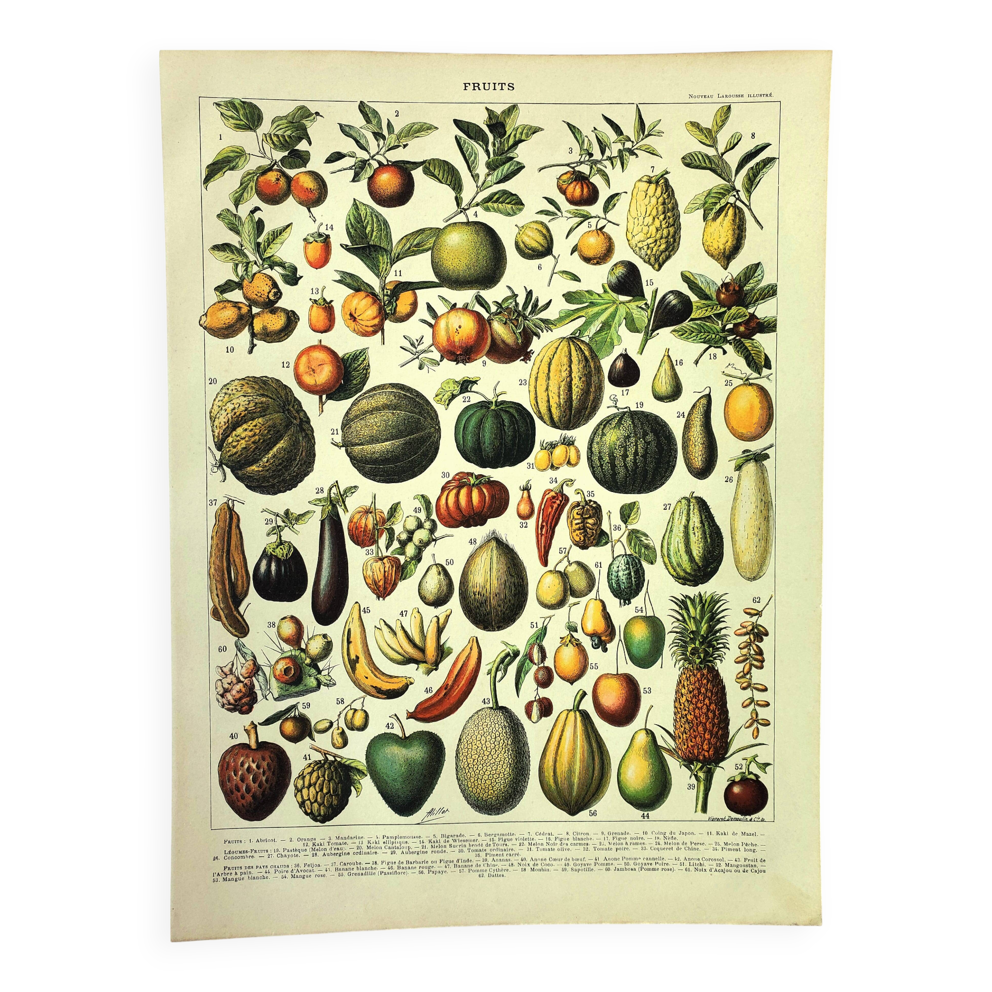 Botanical engraving 1897 A. Millot - Fruits 2, exotic, varieties