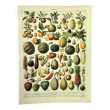 Botanical engraving 1897 A. Millot - Fruits 2, exotic, varieties