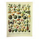 Botanical engraving 1897 A. Millot - Fruits 2, exotic, varieties