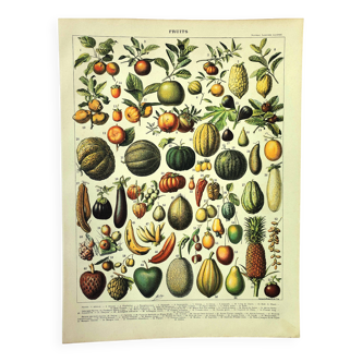 Botanical engraving 1897 A. Millot - Fruits 2, exotic, varieties