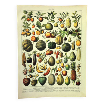 Botanical engraving 1897 A. Millot - Fruits 2, exotic, varieties