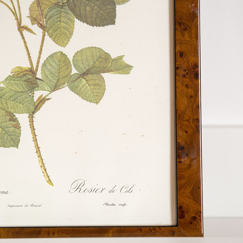 JP Redoute Cels Botanical Plank