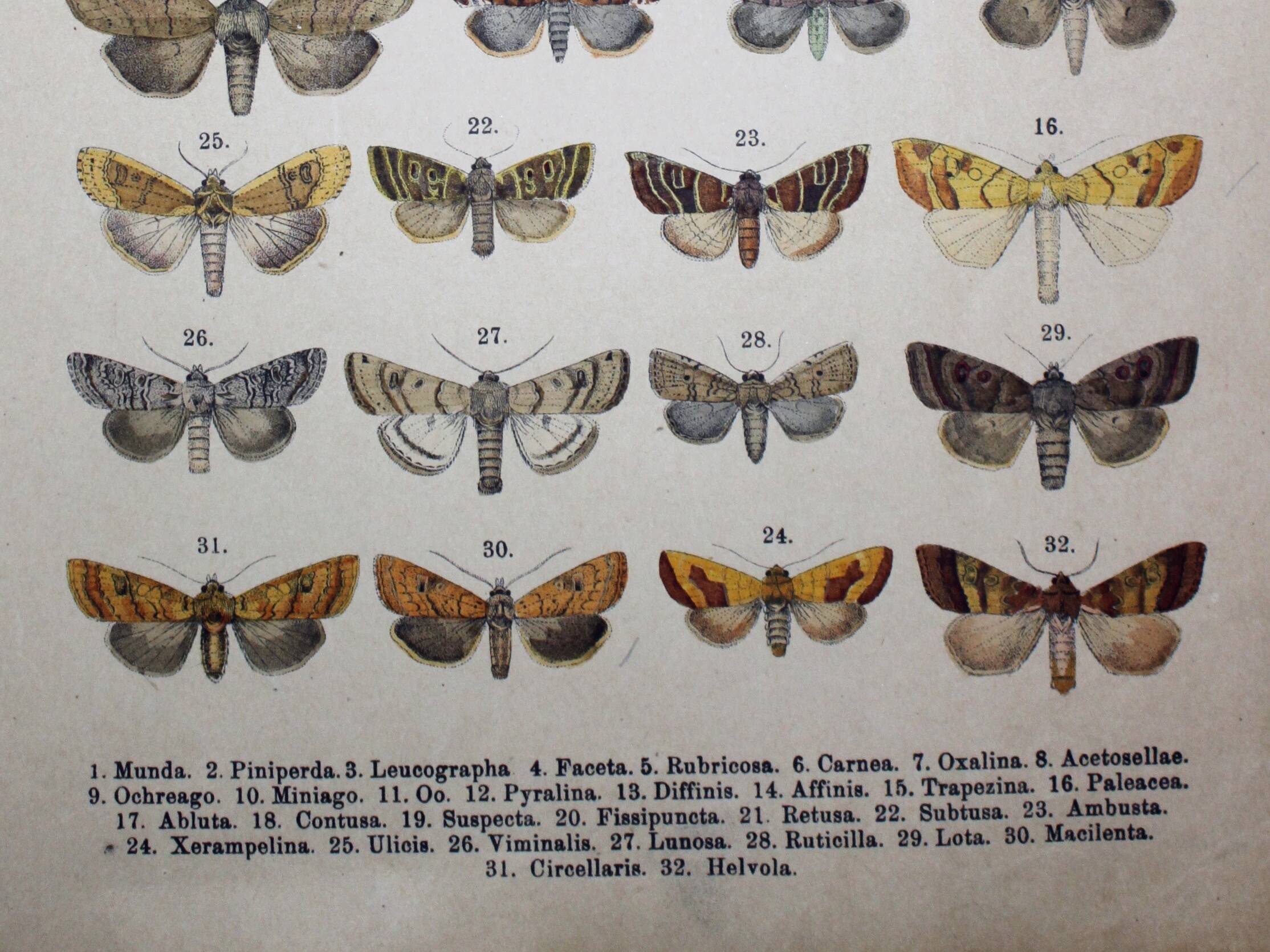 Antique print of Butterflies - Lithograph from 1887 - Munda - Illustration