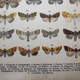 Antique print of Butterflies - Lithograph from 1887 - Munda - Illustration