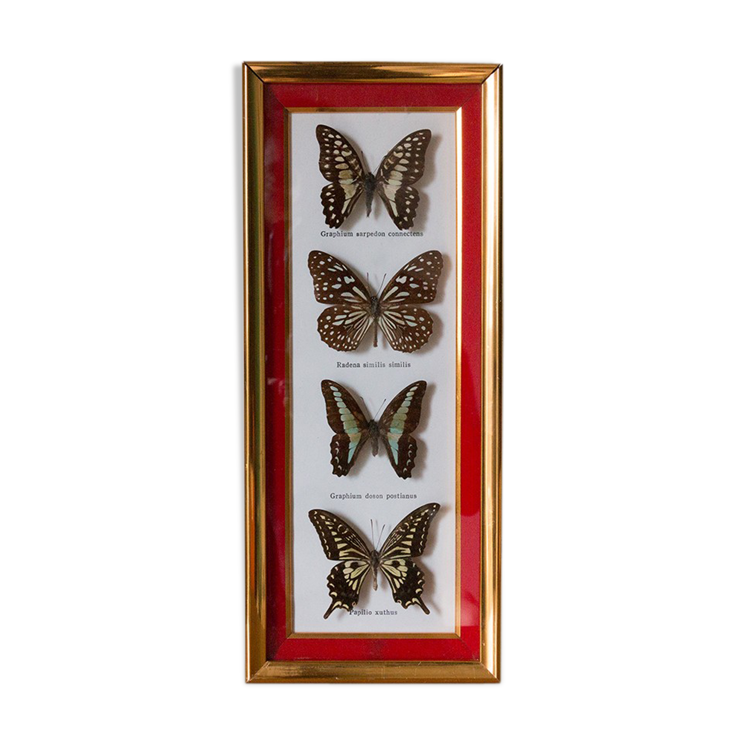Framed butterflies