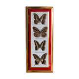 Framed butterflies