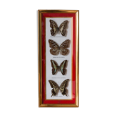 Papillons encadrés