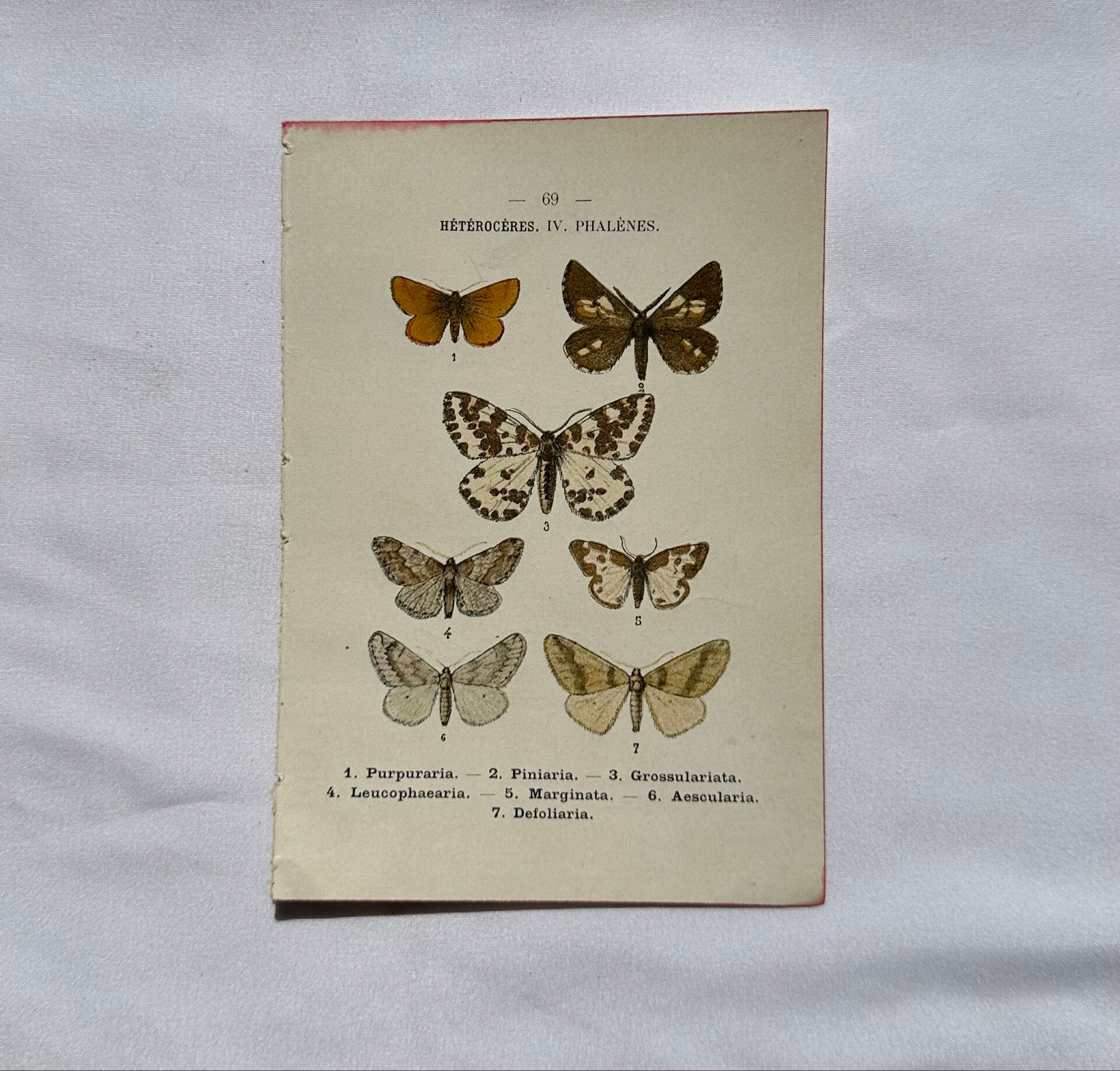 Gravure botanique papillons double face planche naturaliste Eau forte