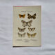 Gravure botanique papillons double face planche naturaliste Eau forte