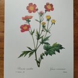 Planche illustrée originale Benoite écarlate