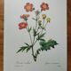 Planche illustrée originale Benoite écarlate