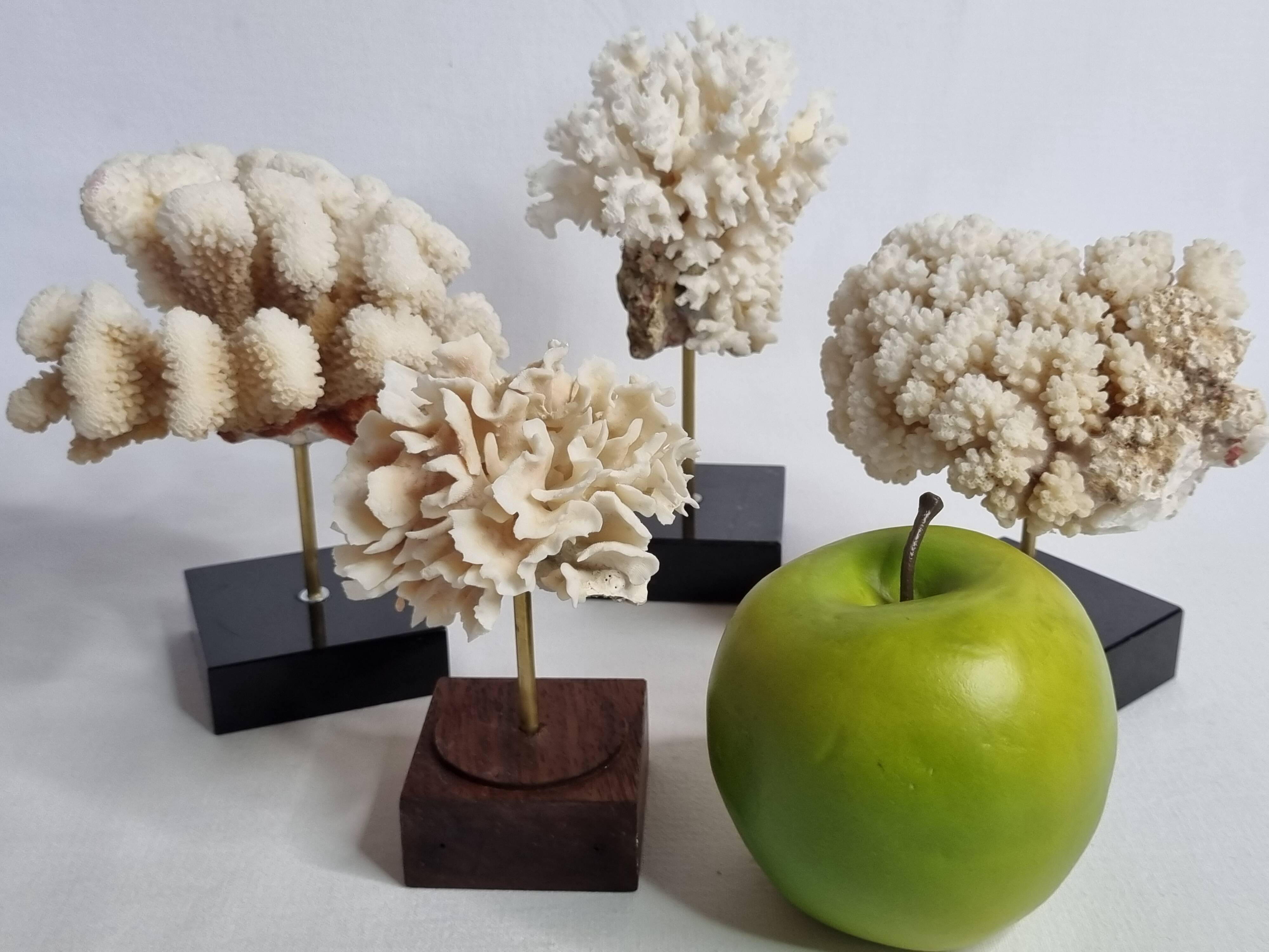 Set of four ancient white corals on pedestal, 15 cm