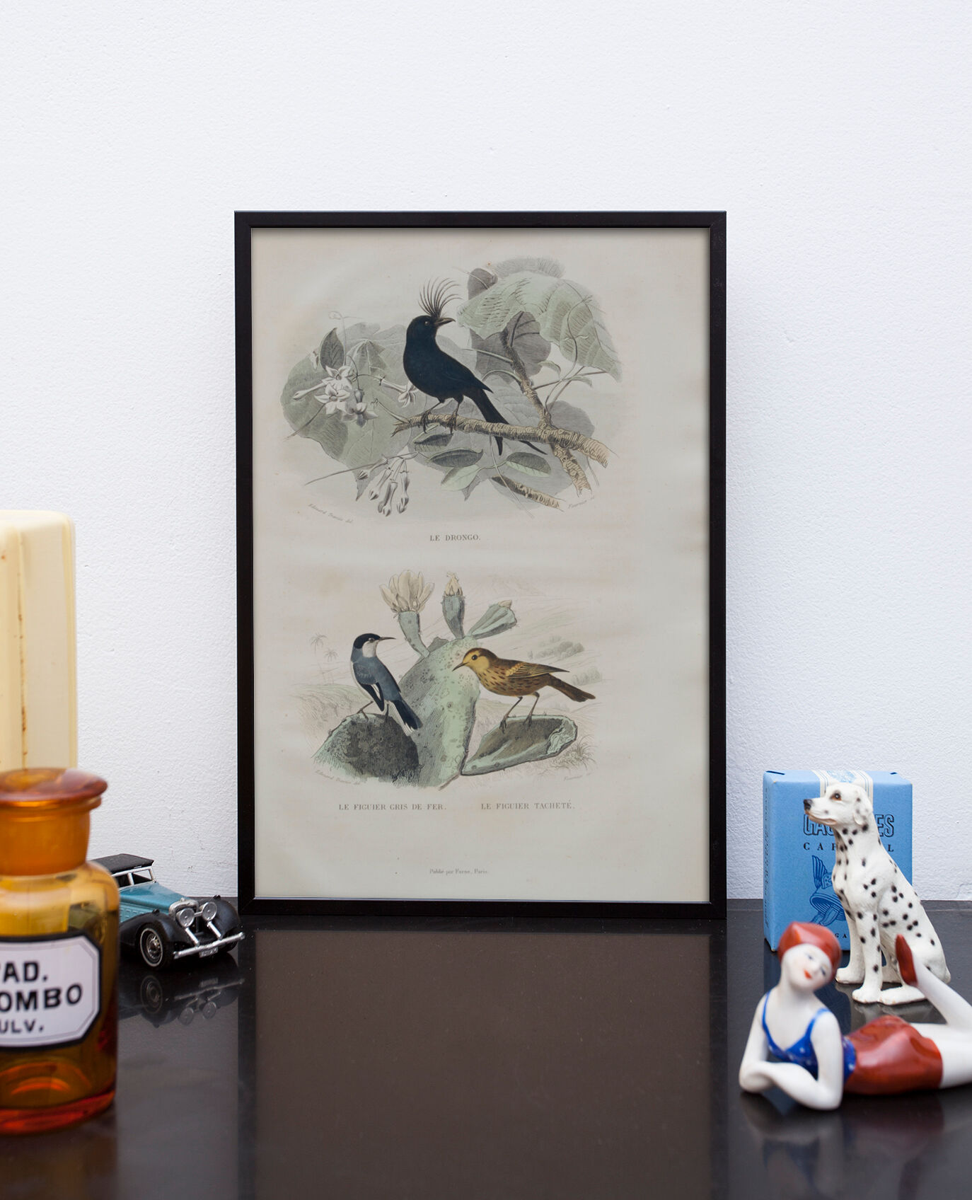 Lithography engraving vintage exotic birds