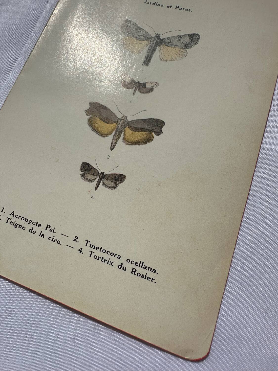 Botanical engraving plant France double-sided naturalist plate