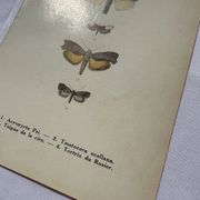 Gravure botanique plante France planche naturaliste double face