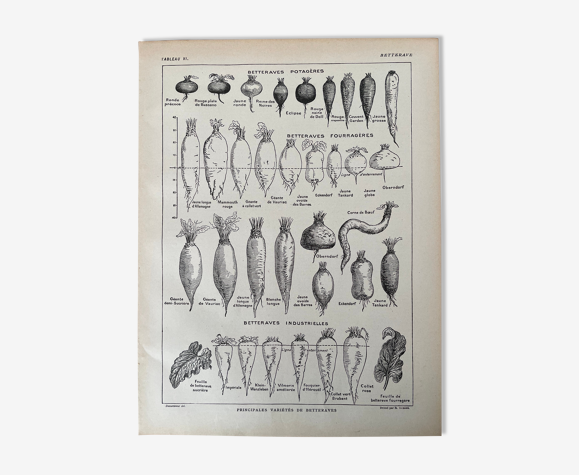 Lithographie sur la betterave de 1921