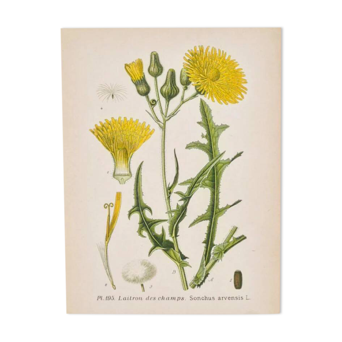 Old botanical plates in colour Brass of the fields