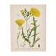 Old botanical plates in colour Brass of the fields