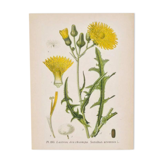 Old botanical plates in colour Brass of the fields